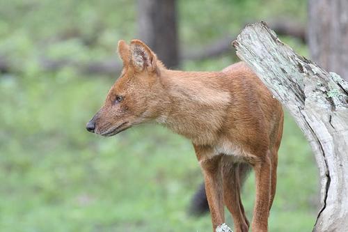 Hondenuitlaat Lelystad - Lelystad