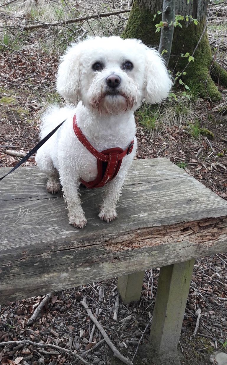 Hondenuitlaat Dronten - Dronten