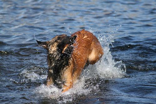 Losloopgebied Zeewolde