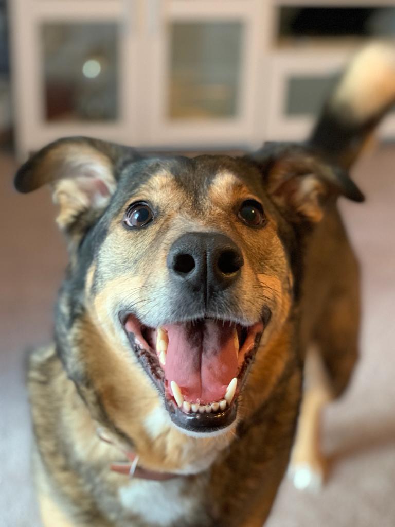 Losloopgebied Emmeloord