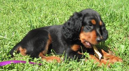 Losloopgebied Rutten