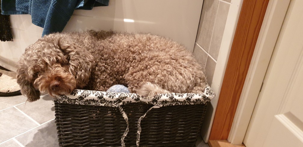 Losloopgebied Marknesse